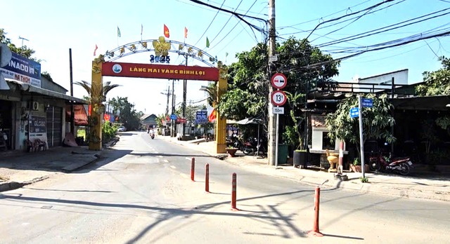 Người trồng mai B&igrave;nh Lợi lo lắng v&igrave; mai v&agrave;ng ế ẩm, vận chuyển kh&oacute; khăn - Ảnh 2.