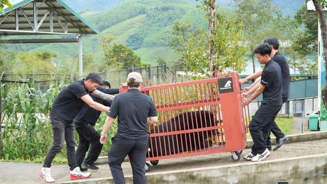 Gấu ngựa Misa nặng 120 kg về Vườn quốc gia Bạch M&atilde;: H&agrave;nh tr&igrave;nh Cứu hộ đầy cảm x&uacute;c - Ảnh 1.