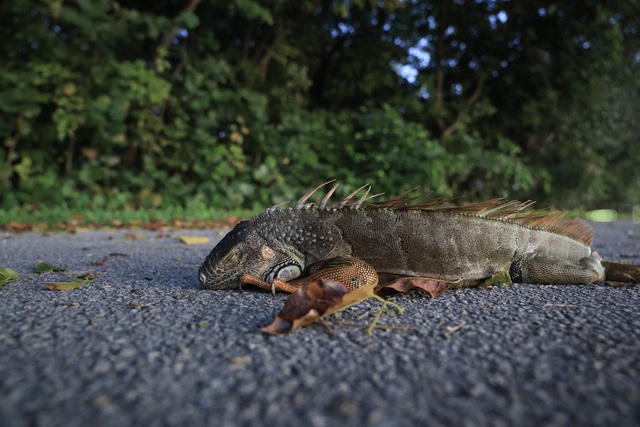 Trời lạnh bất thường, kỳ nh&ocirc;ng rơi 'như mưa' tại Florida - Ảnh 5.