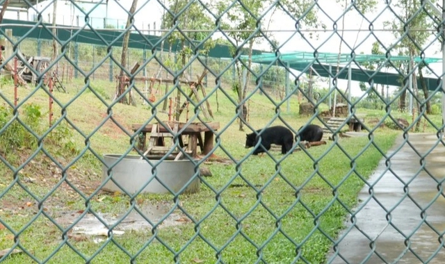 Gấu ngựa Misa nặng 120 kg về Vườn quốc gia Bạch M&atilde;: H&agrave;nh tr&igrave;nh Cứu hộ đầy cảm x&uacute;c - Ảnh 2.