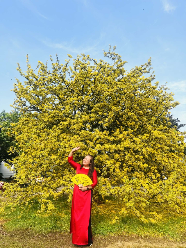 Cây mai 70 tuổi ở Đồng Nai thu hút du khách vượt 150 km chụp ảnh ngày tết 2026 - Ảnh 3. Cây mai 70 tuổi ở Đồng Nai thu hút du khách vượt 150 km chụp ảnh ngày tết 2026 - Ảnh 3.