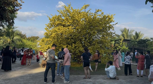 Cây mai 70 tuổi ở Đồng Nai thu hút du khách vượt 150 km chụp ảnh ngày tết 2026 - Ảnh 1. Cây mai 70 tuổi ở Đồng Nai thu hút du khách vượt 150 km chụp ảnh ngày tết 2026 - Ảnh 1.