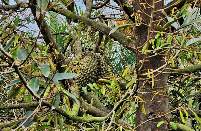 V&igrave; sao gi&aacute; sầu ri&ecirc;ng "nhảy m&uacute;a" ngay đầu Xu&acirc;n B&iacute;nh Ngọ ? - Ảnh 1.