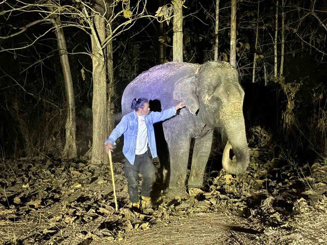 Chuyến hồi hương 'chưa từng c&oacute;' của c&aacute; thể voi L&agrave;o- Ảnh 3.