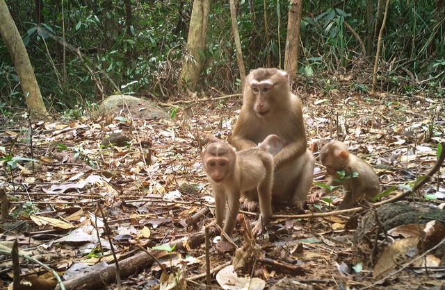 'Mắt thần' hé lộ thế giới động vật kỳ thú tại di sản Mỹ Sơn- Ảnh 1. 'Mắt thần' hé lộ thế giới động vật kỳ thú tại di sản Mỹ Sơn- Ảnh 1.