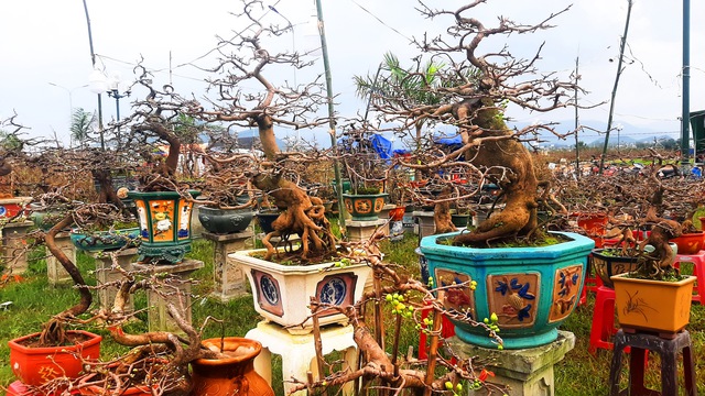 Mai tết tr&uacute;ng đậm, 2 phường ở Gia Lai thu hơn 140 tỉ đồng - Ảnh 1.