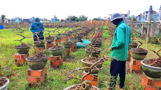Mai tết tr&uacute;ng đậm, 2 phường ở Gia Lai thu hơn 140 tỉ đồng - Ảnh 2.