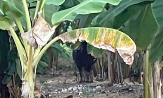 Quảng Trị: Tr&acirc;u 'đi&ecirc;n' tấn c&ocirc;ng 2 người nhập viện- Ảnh 1.