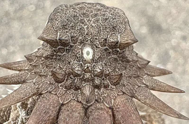 T&igrave;m ra sinh vật độc nh&atilde;n v&agrave; nguồn gốc của đ&ocirc;i mắt hiện đại - Ảnh 1.