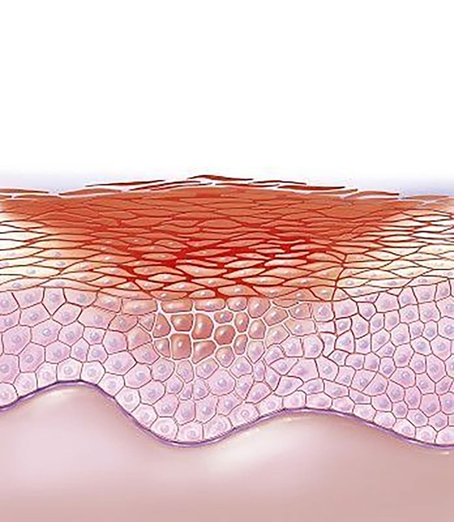 - Ảnh 2. - Ảnh 2.