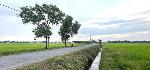 C&aacute;nh đồng l&uacute;a Xu&acirc;n Thới Sơn: Điểm đến check in l&yacute; tưởng cho giới trẻ - Ảnh 4.