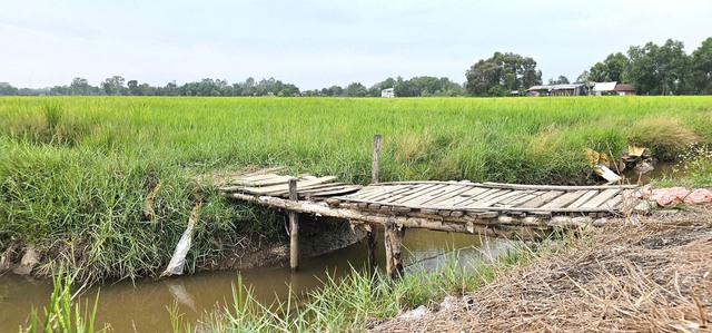 C&aacute;nh đồng l&uacute;a Xu&acirc;n Thới Sơn: Điểm đến check in l&yacute; tưởng cho giới trẻ - Ảnh 5.