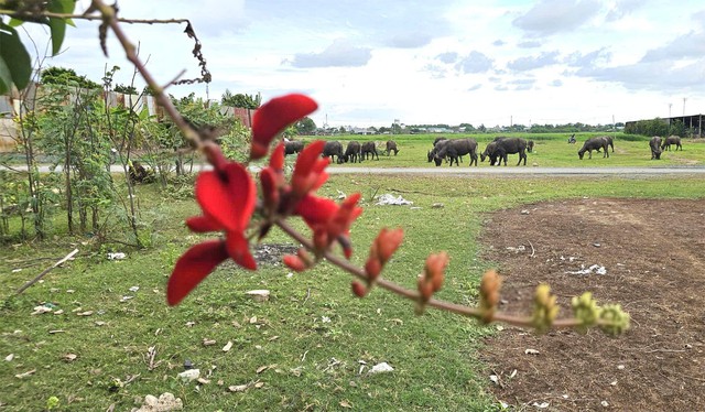 C&aacute;nh đồng l&uacute;a Xu&acirc;n Thới Sơn: Điểm đến check in l&yacute; tưởng cho giới trẻ - Ảnh 7.