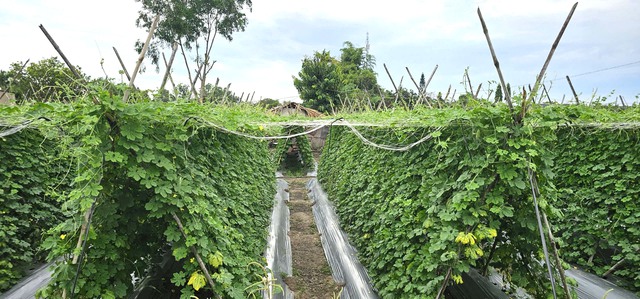 C&aacute;nh đồng l&uacute;a Xu&acirc;n Thới Sơn: Điểm đến check in l&yacute; tưởng cho giới trẻ - Ảnh 6.