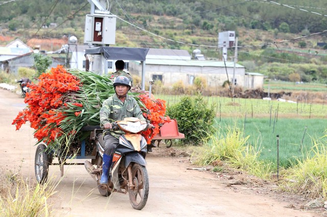 Nông dân Hiệp Thạnh thất thu vì hoa lay ơn nở muộn sau Tết Bính Ngọ 2026 - Ảnh 5.