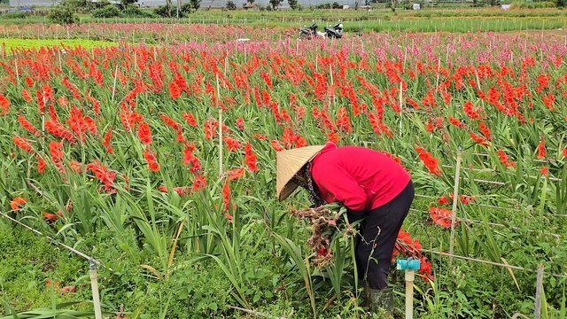 Lay ơn nở muộn sau Tết, nông dân “trắng tay” - Ảnh 1.