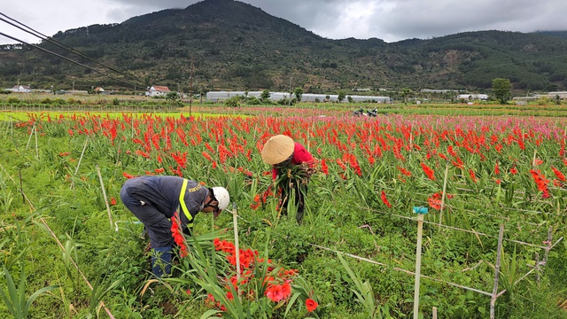 Nông dân Hiệp Thạnh thất thu vì hoa lay ơn nở muộn sau Tết Bính Ngọ 2026 - Ảnh 1.