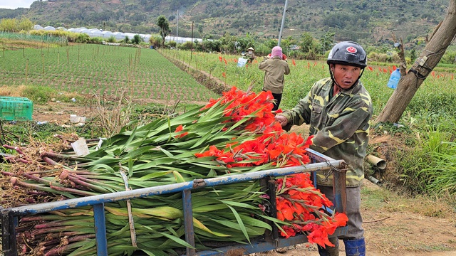 Nông dân Hiệp Thạnh thất thu vì hoa lay ơn nở muộn sau Tết Bính Ngọ 2026 - Ảnh 2.