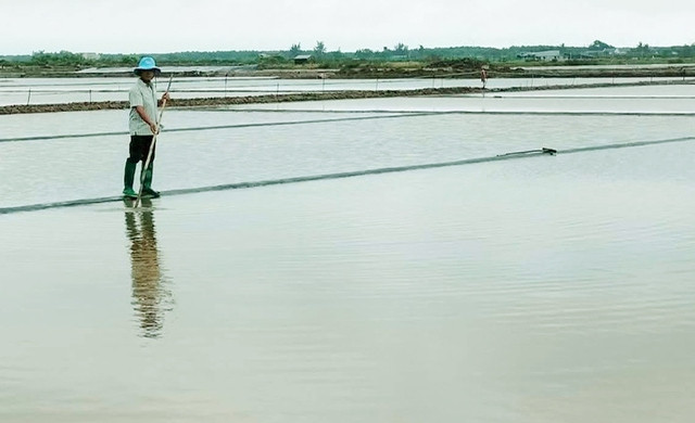 Mưa trái mùa, 9.107 tấn muối ở Cà Mau tan thành nước - Ảnh 1.