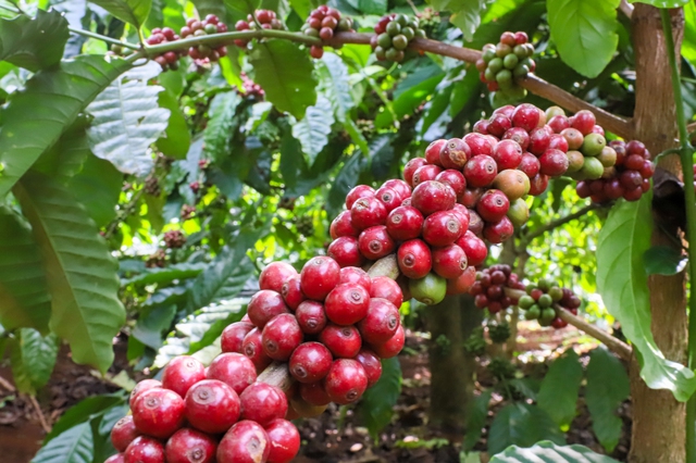 Giá cà phê biến động mạnh, vì sao?- Ảnh 1. Giá cà phê biến động mạnh, vì sao?- Ảnh 1.