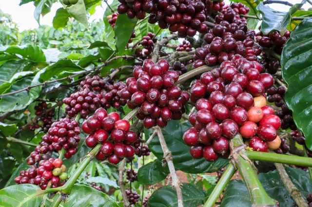 Gi&aacute; c&agrave; ph&ecirc; phục hồi do nguồn cung từ Brazil giảm  - Ảnh 1.