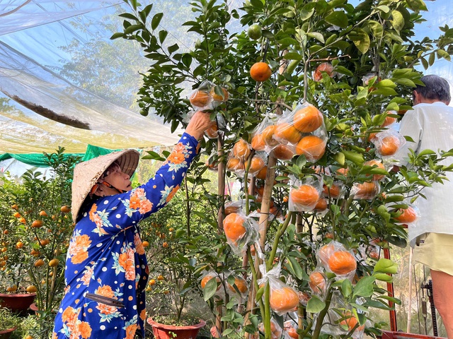 Quýt hồng kiểng Lai Vung rực rỡ chờ khách mua- Ảnh 1. Quýt hồng kiểng Lai Vung rực rỡ chờ khách mua- Ảnh 1.