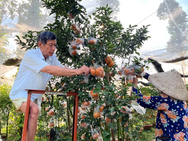 Quýt hồng kiểng Lai Vung rực rỡ chờ khách mua- Ảnh 3. Quýt hồng kiểng Lai Vung rực rỡ chờ khách mua- Ảnh 3.