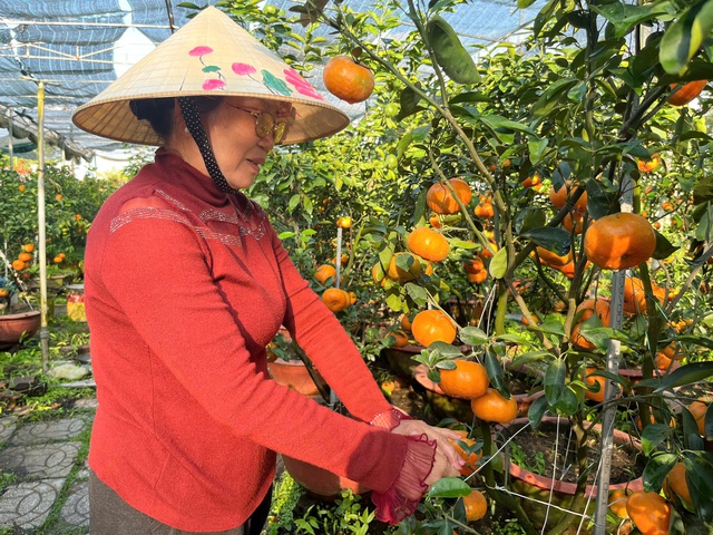 Quýt hồng kiểng Lai Vung rực rỡ chờ khách mua- Ảnh 2. Quýt hồng kiểng Lai Vung rực rỡ chờ khách mua- Ảnh 2.