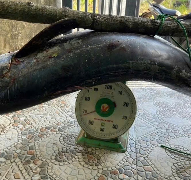 &lsquo;Cần thủ&rsquo; vật lộn h&agrave;ng giờ với con c&aacute; thu 63 kg, xẻ thịt tặng bạn b&egrave; - Ảnh 3.