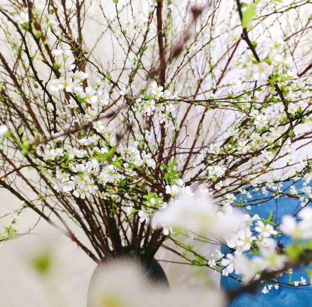 Mẹo nhỏ để tuyết mai nở đẹp, đ&uacute;ng dịp tết kh&ocirc;ng phải ai cũng biết - Ảnh 2.