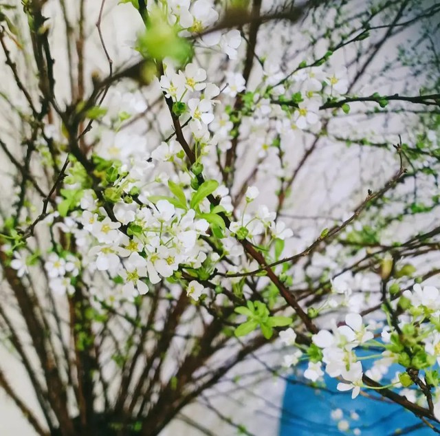 Mẹo nhỏ để tuyết mai nở đẹp, đ&uacute;ng dịp tết kh&ocirc;ng phải ai cũng biết - Ảnh 1.