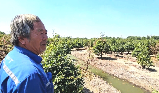 L&agrave;ng mai v&agrave;ng B&igrave;nh Lợi lo lắng v&igrave; biển hạn chế trọng tải tại thủ phủ mai v&agrave;ng TP . HCM - Ảnh 1.