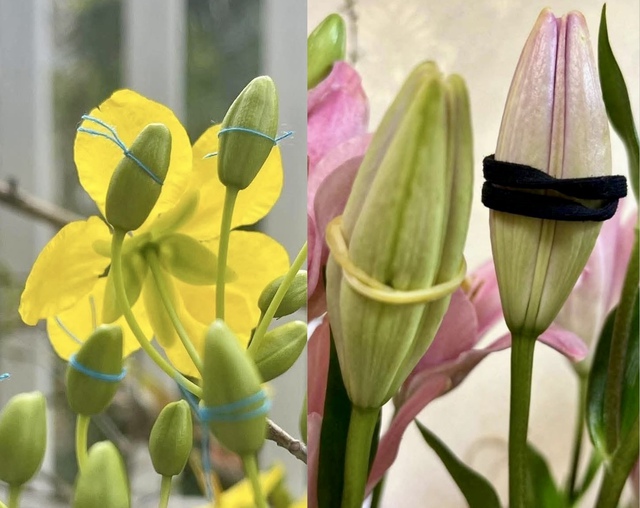 Ảnh '&eacute;p hoa tết' nở đ&uacute;ng ng&agrave;y ngập tr&agrave;n mạng x&atilde; hội: Thật sự &eacute;p được kh&ocirc;ng? - Ảnh 1.