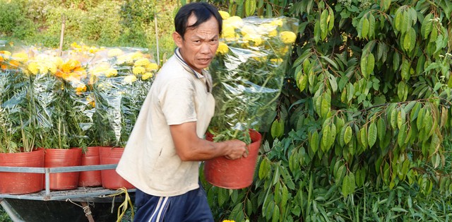 Phải c&oacute; 'giấy th&ocirc;ng h&agrave;nh' mới được chở hoa kiểng tết đi b&aacute;n l&agrave; bịa đặt- Ảnh 1.