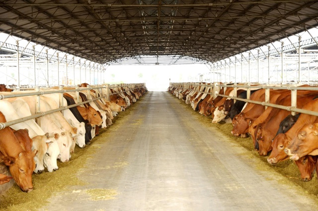 Cổ phiếu c&ocirc;ng ty n&ocirc;ng nghiệp H&ograve;a Ph&aacute;t ch&iacute;nh thức l&ecirc;n s&agrave;n HOSE- Ảnh 3.