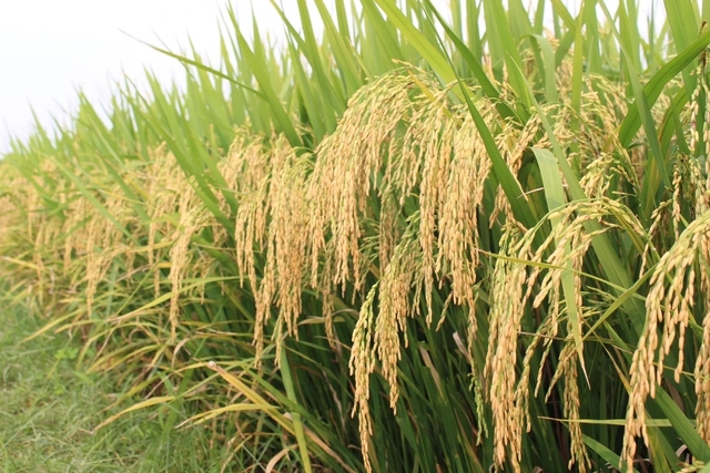 Gạo Đ&agrave;i Thơm 8 được đề xuất l&agrave;m chuẩn tham chiếu thuế nhập khẩu tại Philippines- Ảnh 1.