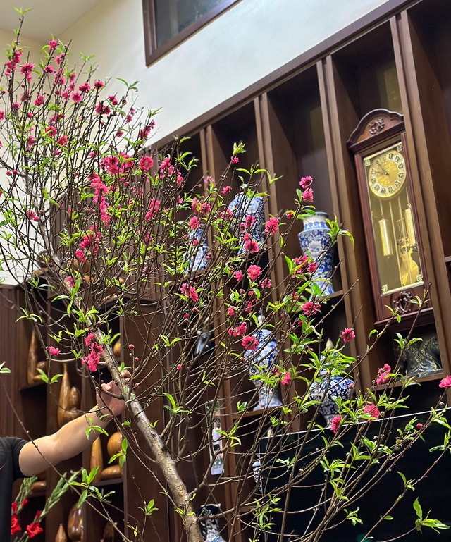 C&aacute;ch chọn v&agrave; chăm s&oacute;c hoa đ&agrave;o nở đ&uacute;ng dịp tết kh&ocirc;ng phải ai cũng biết - Ảnh 2.