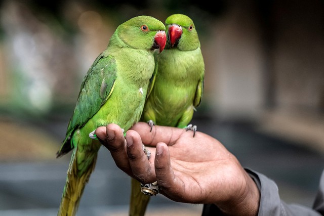 Campuchia cảnh b&aacute;o nguy cơ nhiễm bệnh sốt vẹt - Ảnh 1.