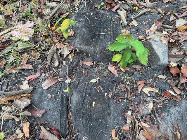 Ngỡ ng&agrave;ng b&atilde;i đ&aacute; c&oacute; họa tiết lạ giữa Vườn quốc gia Y&oacute;k Đ&ocirc;n- Ảnh 8.