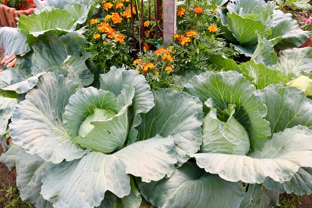 Vườn rau xanh mướt, rực rỡ sắc hoa trong l&ograve;ng th&agrave;nh phố - Ảnh 4.