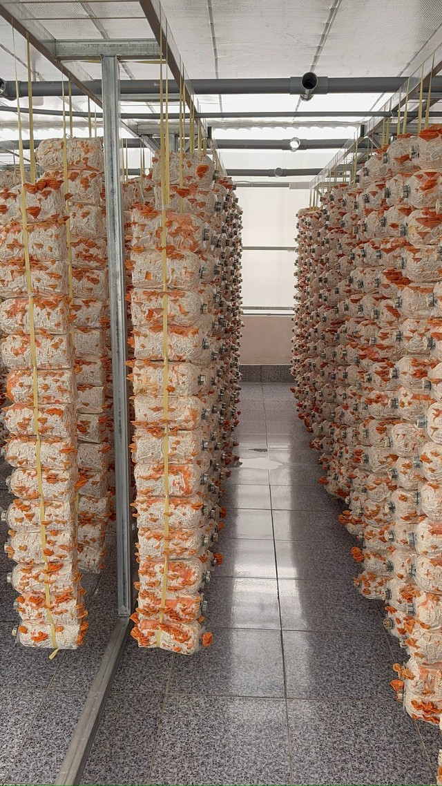 Thầy gi&aacute;o miền T&acirc;y trồng nấm v&acirc;n chi đỏ bằng quy tr&igrave;nh cải tiến t&iacute;ch hợp IoT- Ảnh 2.