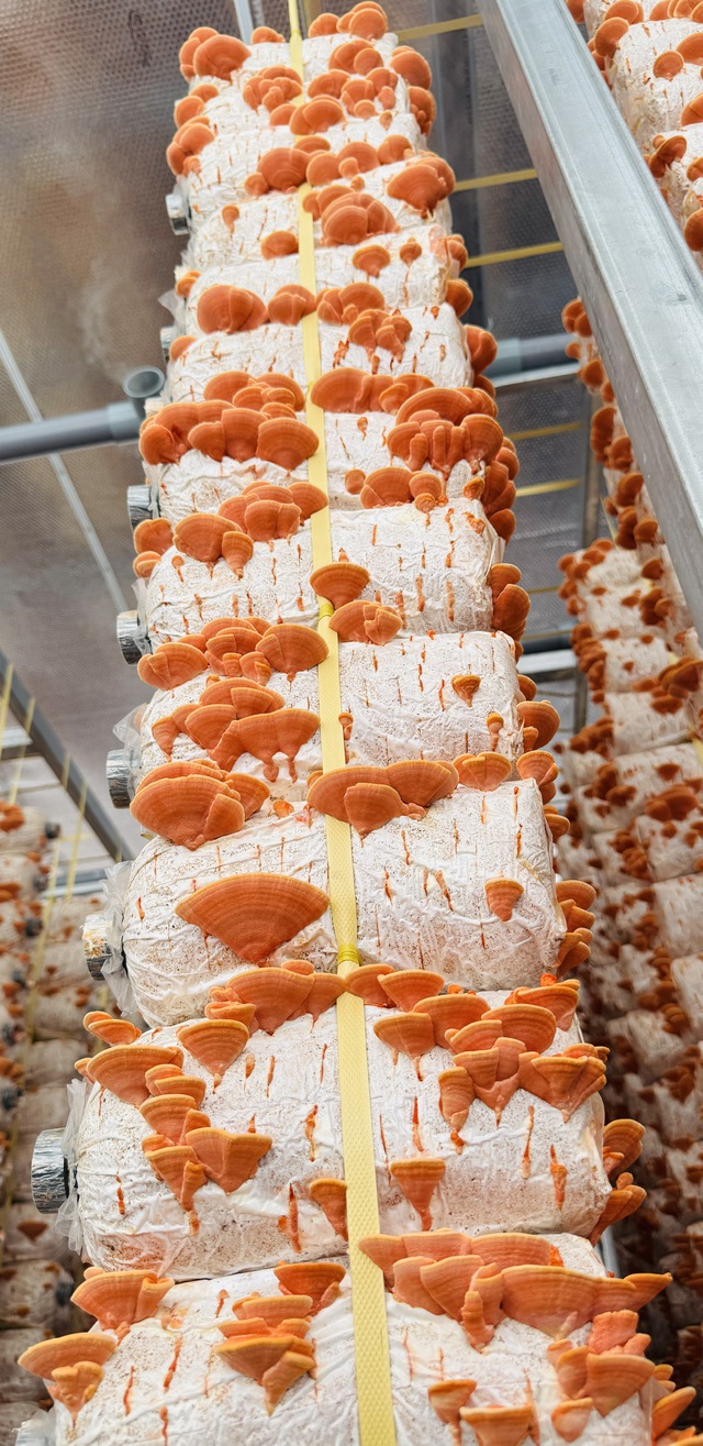 Thầy gi&aacute;o miền T&acirc;y trồng nấm v&acirc;n chi đỏ bằng quy tr&igrave;nh cải tiến t&iacute;ch hợp IoT- Ảnh 3.