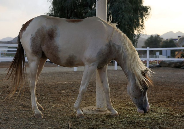 Những điều th&uacute; vị về l&ograve;ai ngựa m&agrave; &iacute;t ai biết đến trong Năm 2026 - Ảnh 3.