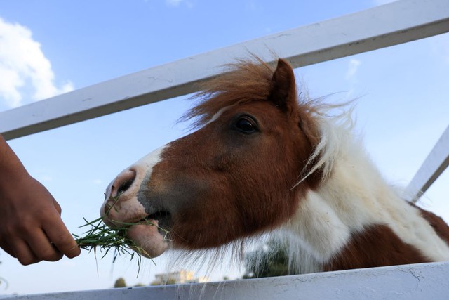 Những điều th&uacute; vị về l&ograve;ai ngựa m&agrave; &iacute;t ai biết đến trong Năm 2026 - Ảnh 2.