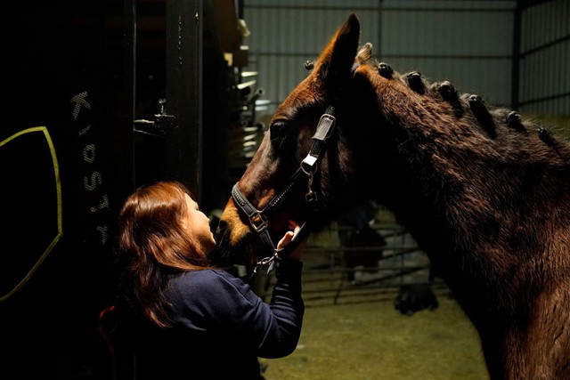 Những điều th&uacute; vị về l&ograve;ai ngựa m&agrave; &iacute;t ai biết đến trong Năm 2026 - Ảnh 4.