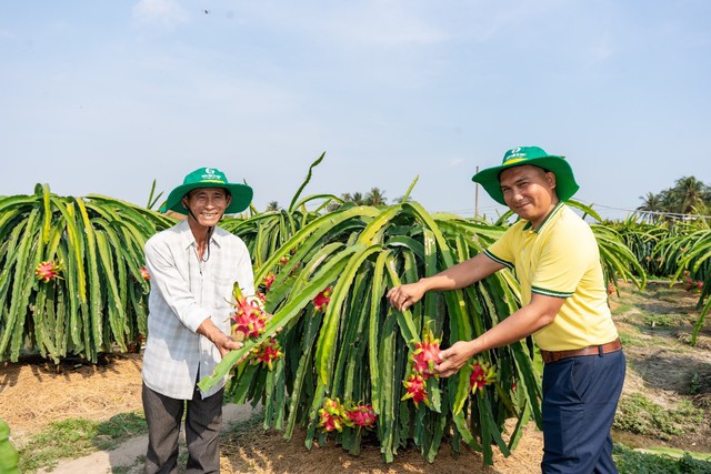 Ph&acirc;n b&oacute;n C&agrave; Mau ti&ecirc;n phong triển khai chuỗi m&ocirc; h&igrave;nh canh t&aacute;c năng suất cao- Ảnh 2.