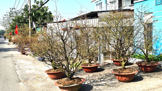 Độc đ&aacute;o đường hoa mai v&agrave;ng B&igrave;nh Lợi rực rỡ ch&agrave;o xu&acirc;n B&iacute;nh Ngọ 2026- Ảnh 9.