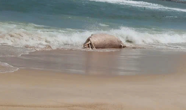 X&aacute;c c&aacute; voi dạt v&agrave;o bờ biển tại Mỹ Thủy ở Quảng Trị - Ảnh 1.