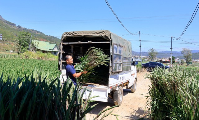 Hoa lay ơn Đ&agrave; Lạt h&uacute;t h&agrave;ng dịp Tết B&iacute;nh Ngọ, gi&aacute; tăng mạnh- Ảnh 1.