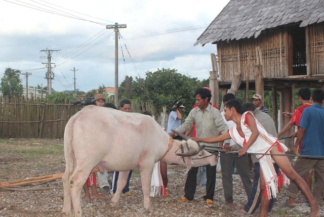 Vật thiêng của làng: Thần ngà voi của người Rơ Mâm- Ảnh 1. Vật thiêng của làng: Thần ngà voi của người Rơ Mâm- Ảnh 1.